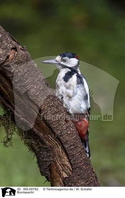 Buntspecht / great spotted woodpecker / WS-09782