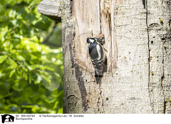 Buntspechte / great spotted woodpeckers / WS-09784