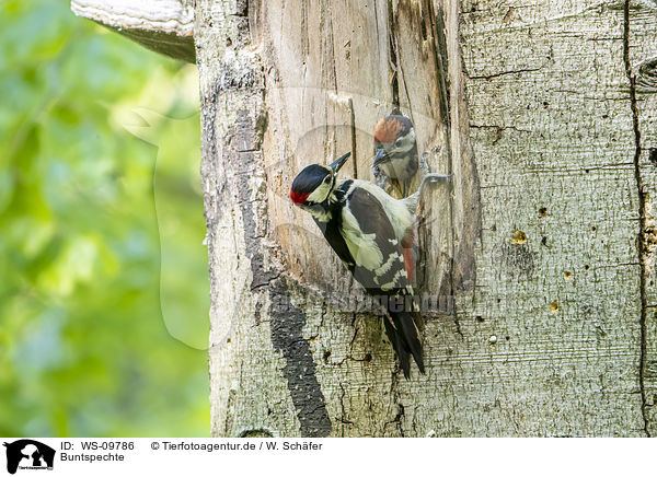 Buntspechte / great spotted woodpeckers / WS-09786