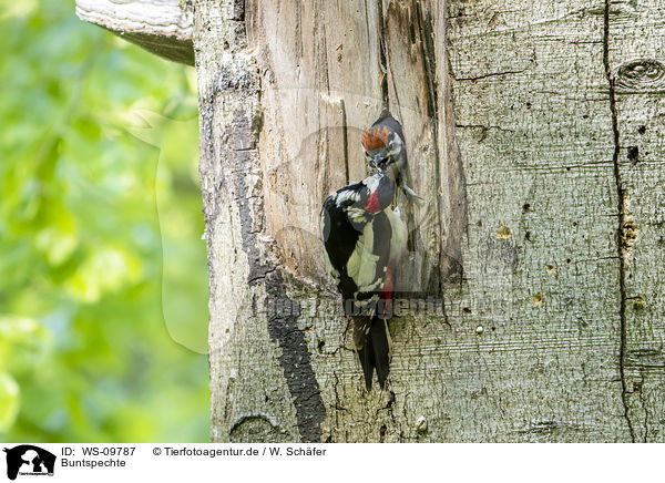 Buntspechte / great spotted woodpeckers / WS-09787