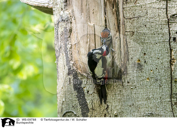 Buntspechte / great spotted woodpeckers / WS-09788
