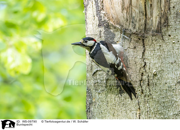 Buntspecht / great spotted woodpecker / WS-09790