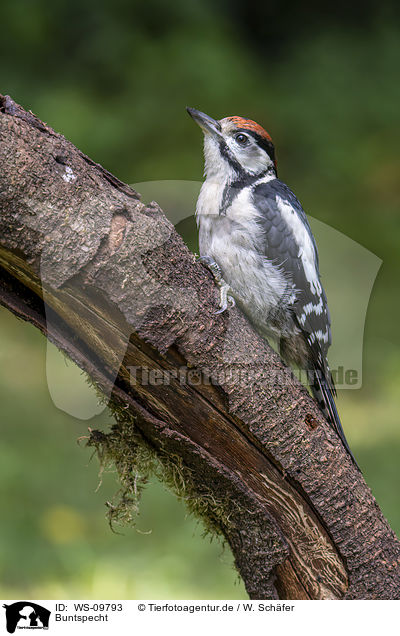 Buntspecht / great spotted woodpecker / WS-09793
