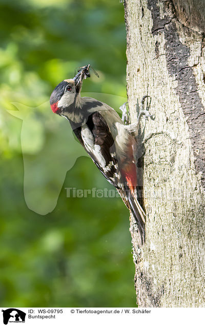 Buntspecht / great spotted woodpecker / WS-09795