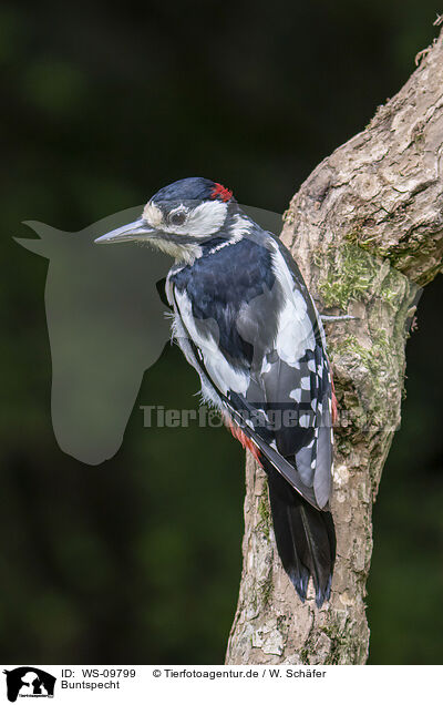 Buntspecht / great spotted woodpecker / WS-09799