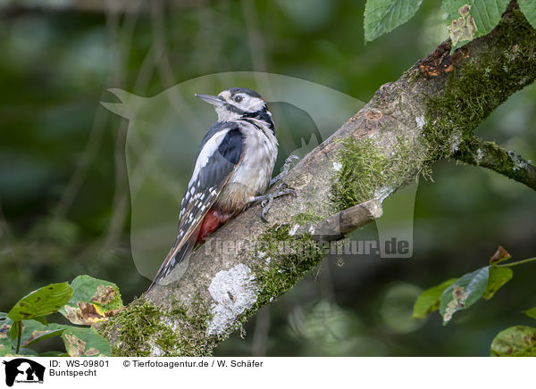 Buntspecht / great spotted woodpecker / WS-09801
