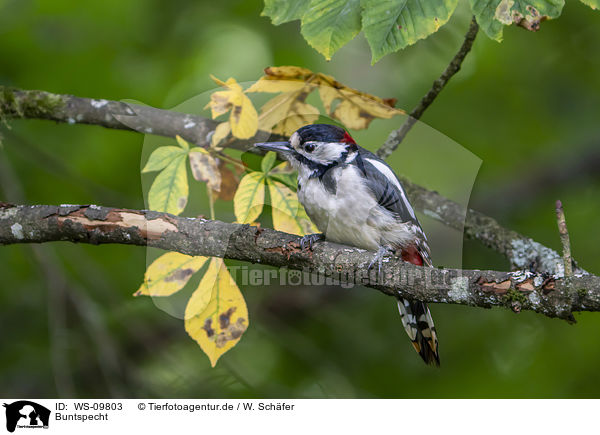 Buntspecht / great spotted woodpecker / WS-09803