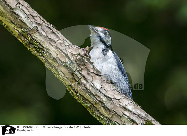 Buntspecht / great spotted woodpecker / WS-09808