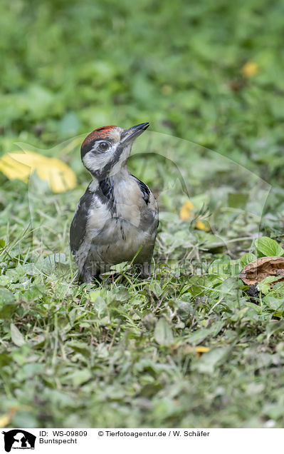 Buntspecht / great spotted woodpecker / WS-09809