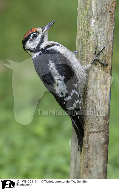 Buntspecht / great spotted woodpecker / WS-09810