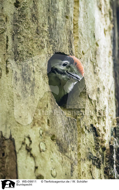 Buntspecht / great spotted woodpecker / WS-09811
