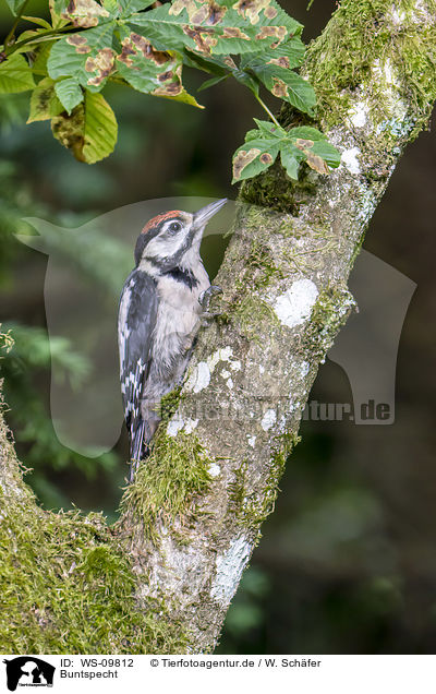 Buntspecht / great spotted woodpecker / WS-09812