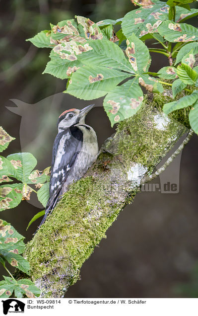 Buntspecht / great spotted woodpecker / WS-09814