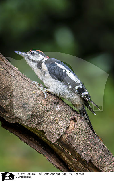 Buntspecht / great spotted woodpecker / WS-09815