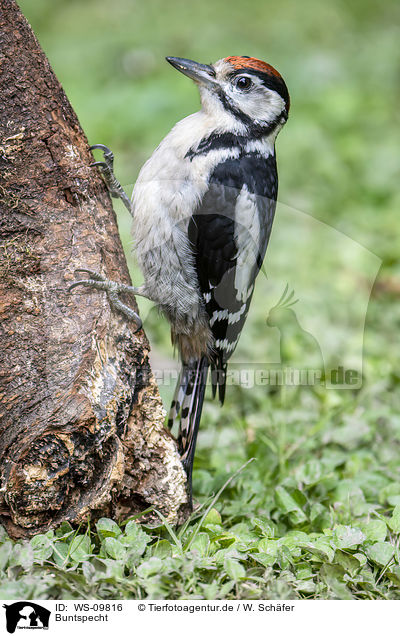 Buntspecht / great spotted woodpecker / WS-09816