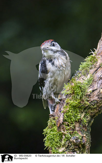 Buntspecht / great spotted woodpecker / WS-09820