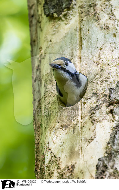 Buntspecht / great spotted woodpecker / WS-09826