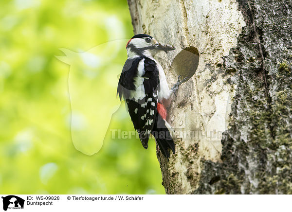 Buntspecht / great spotted woodpecker / WS-09828