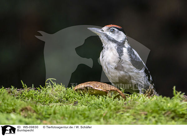 Buntspecht / great spotted woodpecker / WS-09830