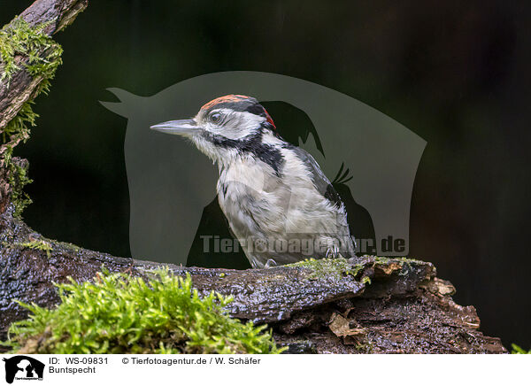 Buntspecht / great spotted woodpecker / WS-09831