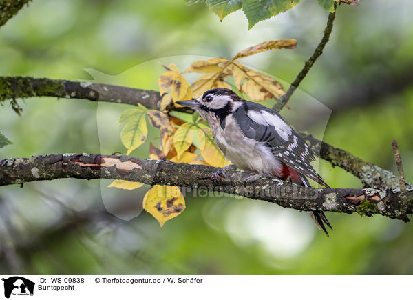 Buntspecht / great spotted woodpecker / WS-09838
