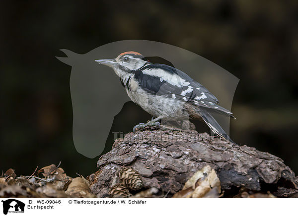Buntspecht / great spotted woodpecker / WS-09846