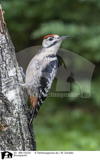 Buntspecht / great spotted woodpecker / WS-10230