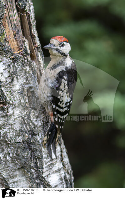 Buntspecht / great spotted woodpecker / WS-10233