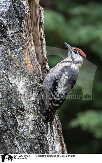 Buntspecht / great spotted woodpecker / WS-10234