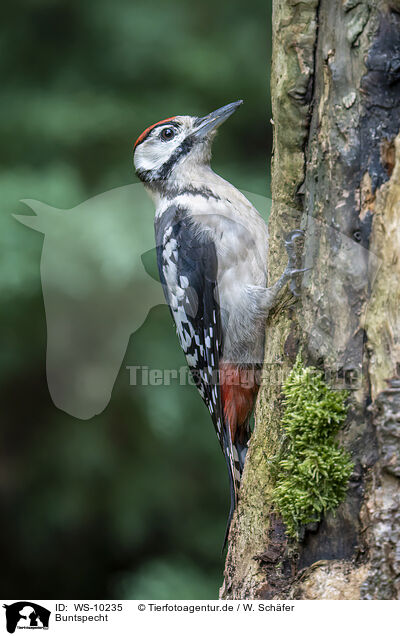 Buntspecht / great spotted woodpecker / WS-10235
