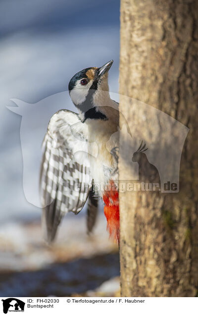 Buntspecht / great spotted woodpecker / FH-02030