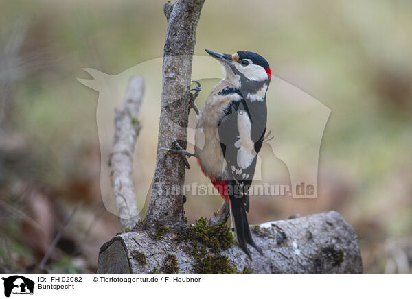 Buntspecht / great spotted woodpecker / FH-02082