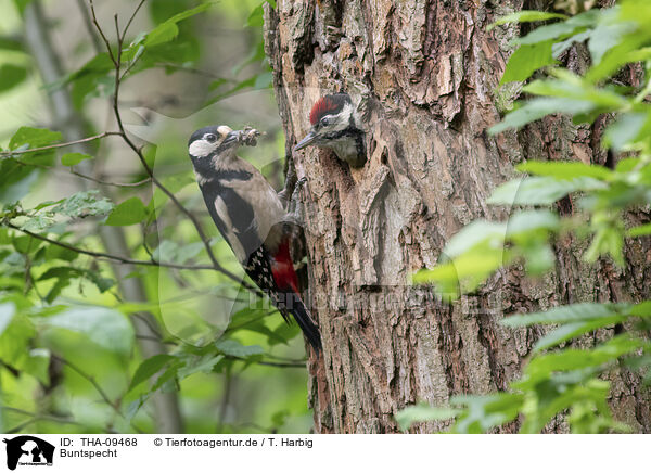 Buntspecht / great spotted woodpecker / THA-09468