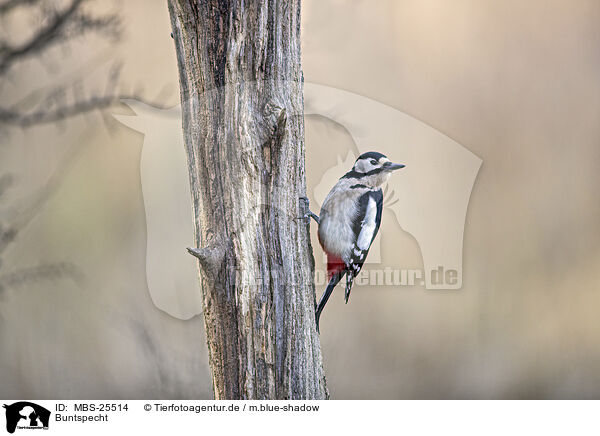 Buntspecht / great spotted woodpecker / MBS-25514
