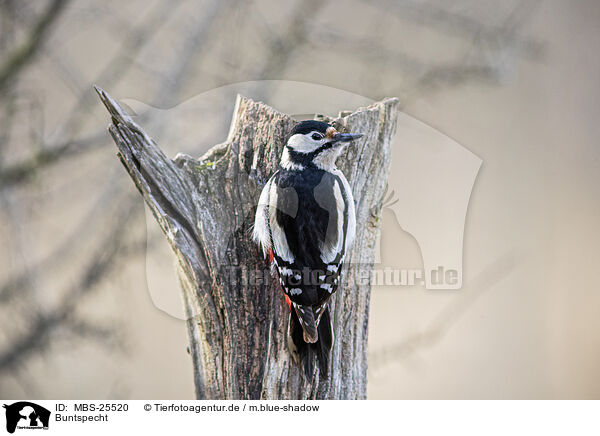 Buntspecht / great spotted woodpecker / MBS-25520