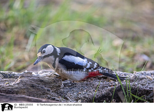 Buntspecht / great spotted woodpecker / MBS-25555