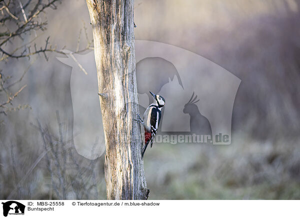 Buntspecht / great spotted woodpecker / MBS-25558