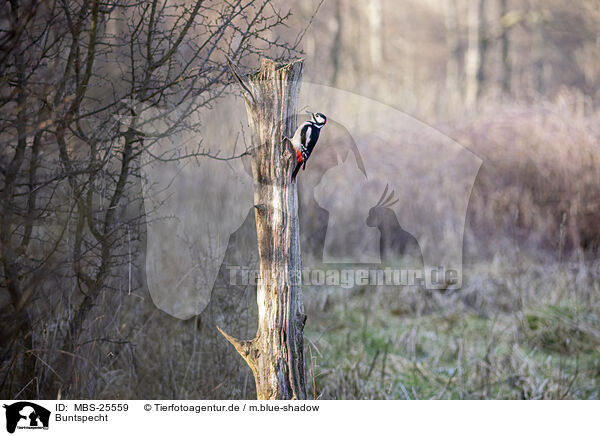Buntspecht / great spotted woodpecker / MBS-25559