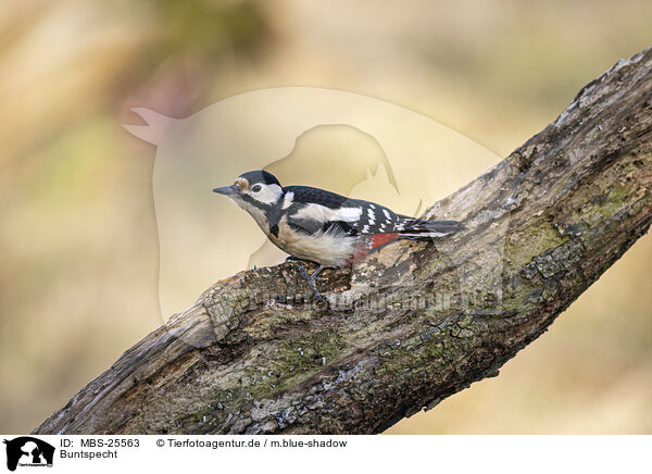 Buntspecht / great spotted woodpecker / MBS-25563