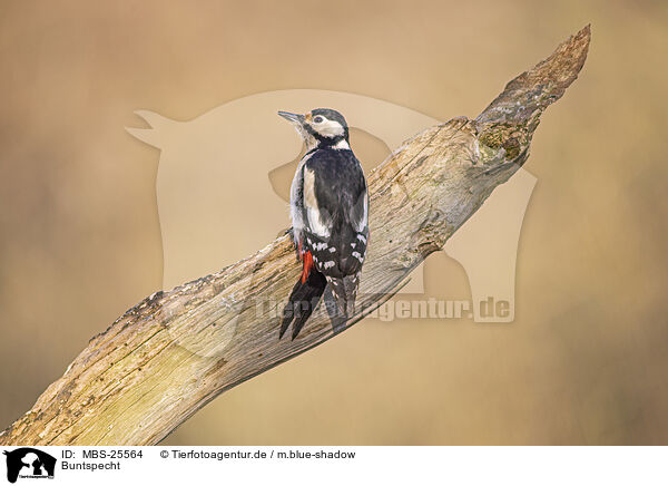 Buntspecht / great spotted woodpecker / MBS-25564