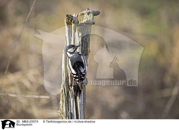 Buntspecht / great spotted woodpecker / MBS-25574