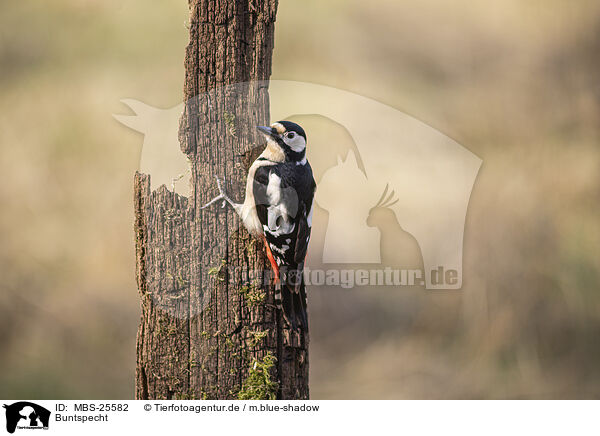 Buntspecht / great spotted woodpecker / MBS-25582