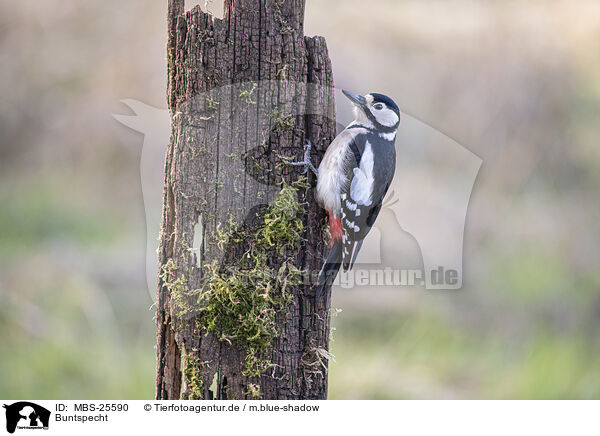 Buntspecht / great spotted woodpecker / MBS-25590