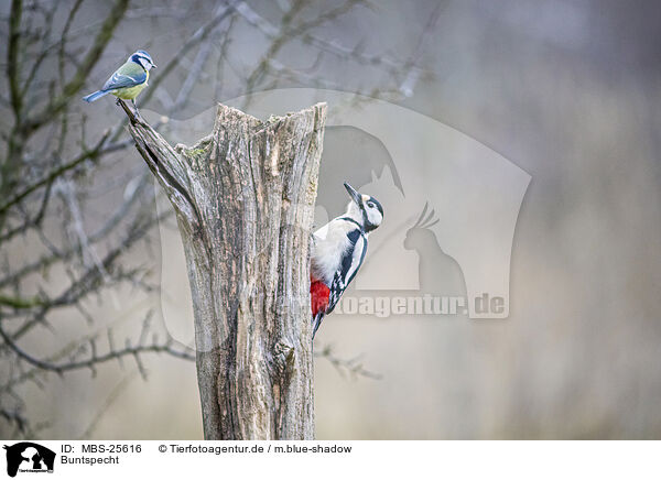 Buntspecht / great spotted woodpecker / MBS-25616