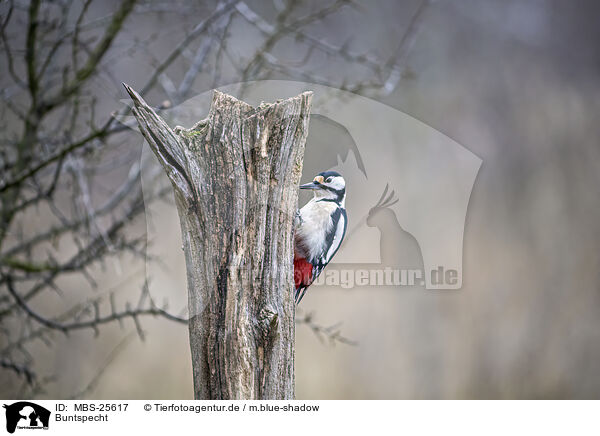Buntspecht / great spotted woodpecker / MBS-25617