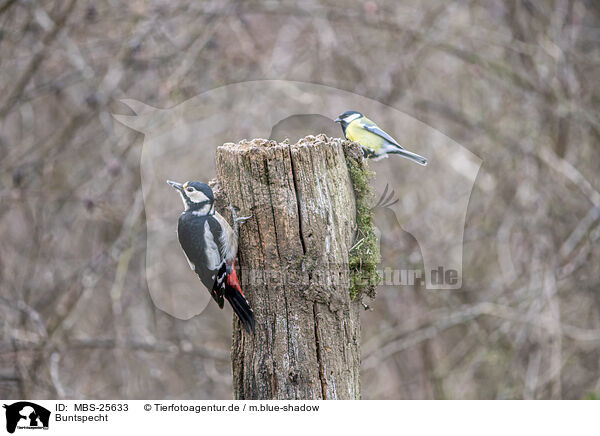 Buntspecht / great spotted woodpecker / MBS-25633