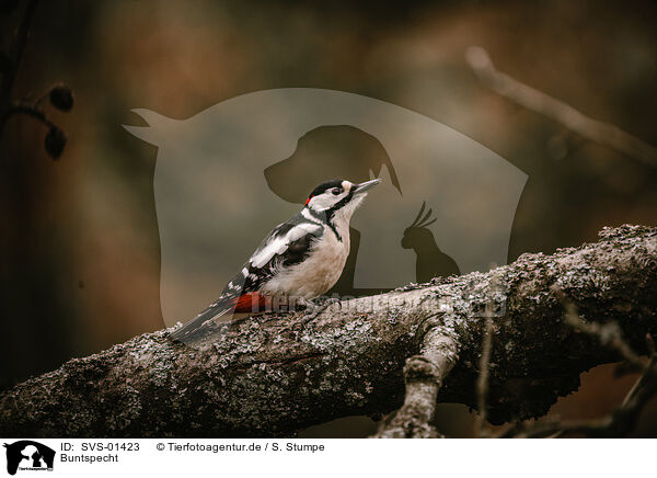 Buntspecht / great spotted woodpecker / SVS-01423