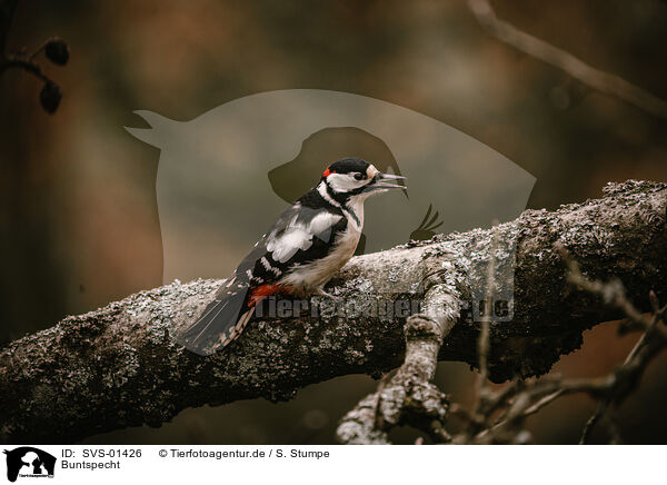Buntspecht / great spotted woodpecker / SVS-01426