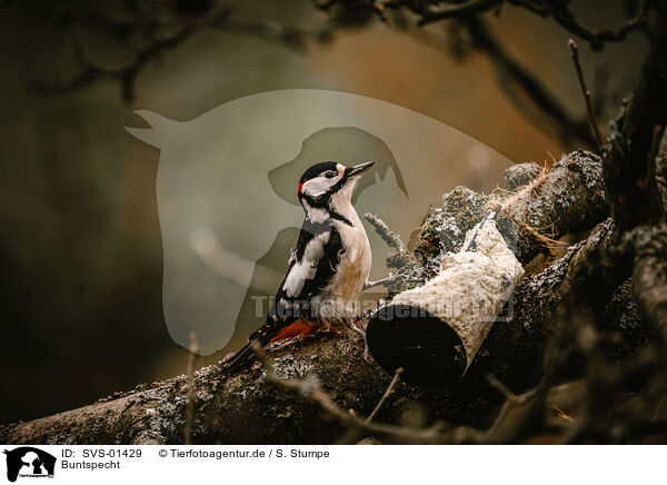 Buntspecht / great spotted woodpecker / SVS-01429