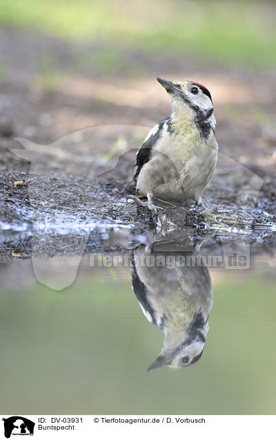 Buntspecht / great spotted woodpecker / DV-03931